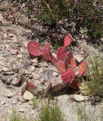 Opuntia azurea