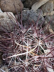 Sclerocactus polyancistrus