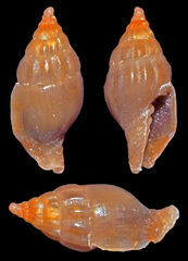 Vexillum pilsbryi
