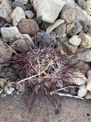 Sclerocactus polyancistrus