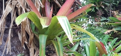 Guzmania sanguinea