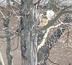 Buteo jamaicensis