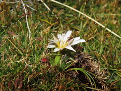 Hypochaeris taraxacoides