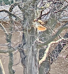 Buteo jamaicensis