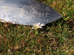 Hypochaeris taraxacoides