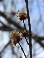 Acer saccharinum