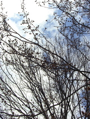 Acer saccharinum