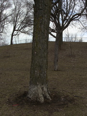 Acer saccharinum