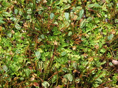 Cotula mexicana