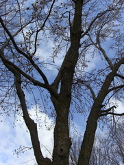 Acer saccharinum