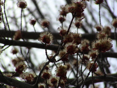 Acer saccharinum