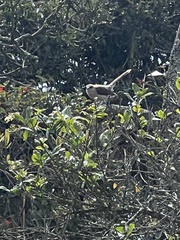 Mimus gilvus