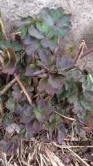 Aquilegia vulgaris
