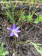 Brodiaea terrestris terrestris