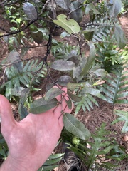 Diospyros sandwicensis