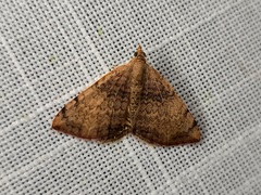 Chrysolarentia mecynata