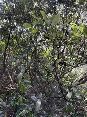 Diospyros sandwicensis