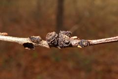 Kokkocynips difficilis