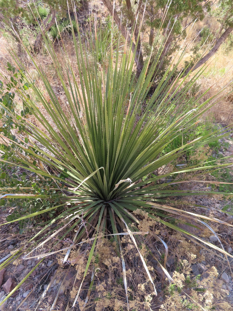 Smooth Sotol from Brewster County, TX, USA on April 10, 2022 at 09:27 ...