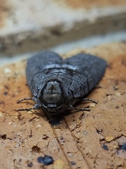 Discophlebia celaena