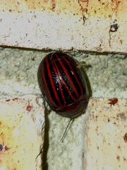 Paropsisterna octolineata