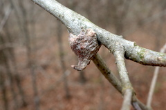Callirhytis quercusventricosa