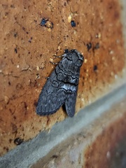 Discophlebia celaena
