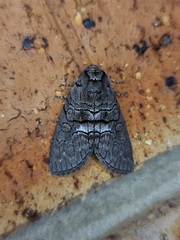 Discophlebia celaena