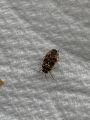 Tropidosteptes