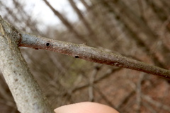 Callirhytis medularis