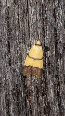 Heteroteucha distephana