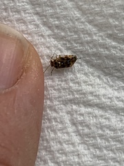 Tropidosteptes