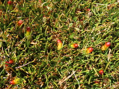 Oxychloe andina