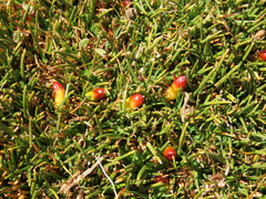 Oxychloe andina