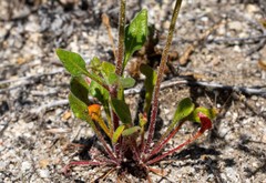 Chorizanthe leptotheca