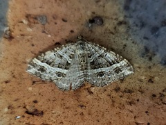 Chrysolarentia subrectaria