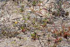 Chorizanthe leptotheca