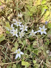 Ornithogalum umbellatum