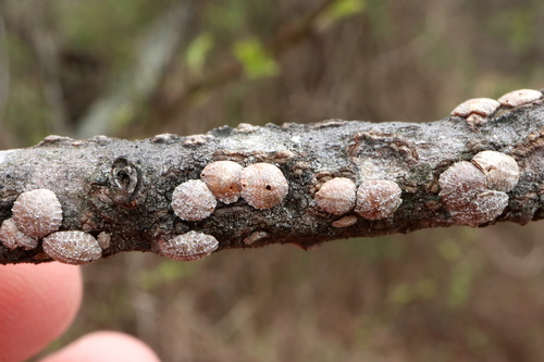 Common pit scale