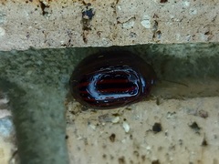 Paropsisterna octolineata