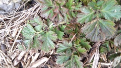 Geum aleppicum