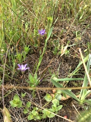 Brodiaea terrestris terrestris