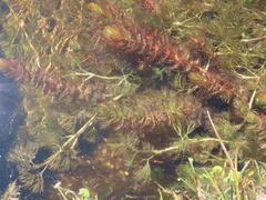 Myriophyllum quitense