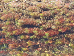 Myriophyllum quitense