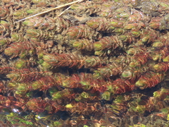 Myriophyllum quitense