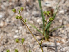 Chorizanthe leptotheca