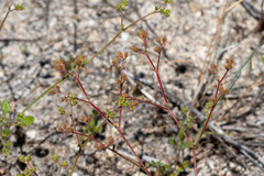 Chorizanthe leptotheca