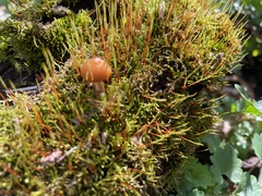 Kuehneromyces marginellus