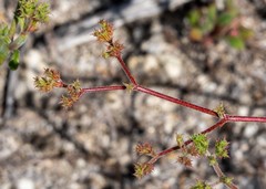 Chorizanthe leptotheca