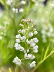 Lepidium virginicum